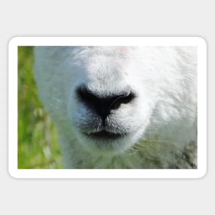 Lamb Snout 2 Sticker